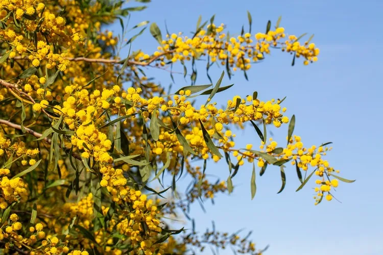 acacia arbre pour le jardin décoratif