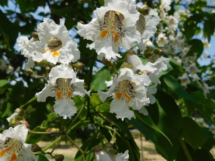 catalpa arbre à floraison parfumée