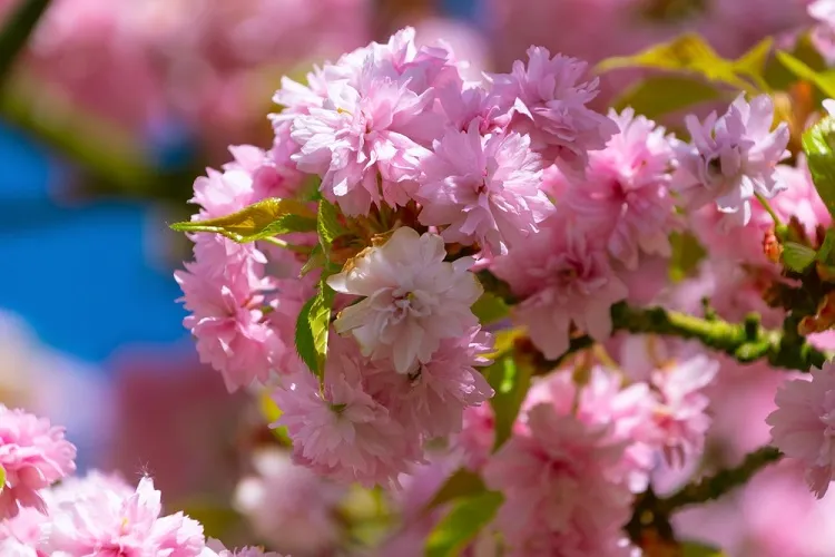 cerisier à fleurs (prunus serrulata)