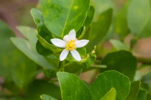 comment faire fleurir un bergamotier arbre arbuste agrume entretien