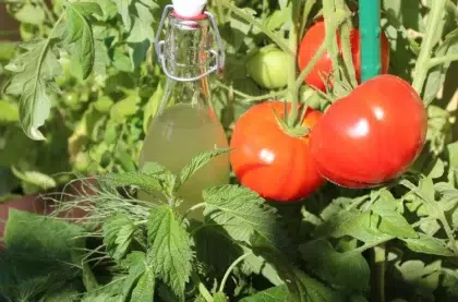 comment mettre de lortie au pied des tomates outils