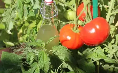 comment mettre de lortie au pied des tomates outils