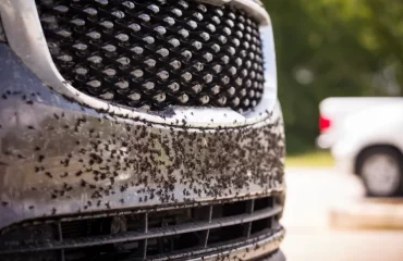 comment nettoyer les insectes sur les voitures