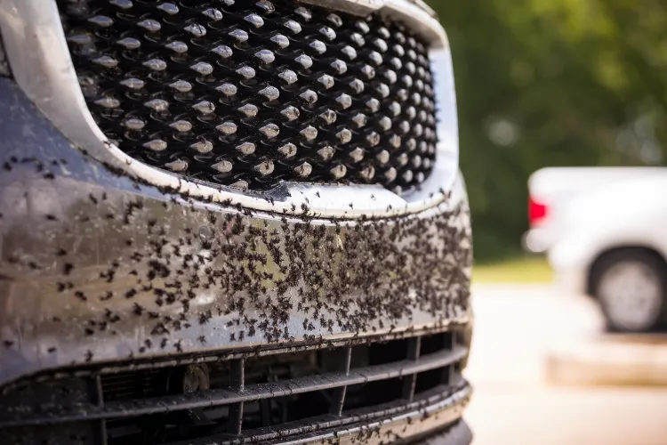 comment nettoyer les insectes sur les voitures