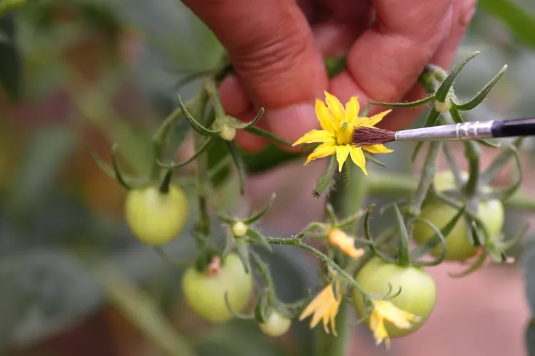 comment polliniser les tomates sous serre