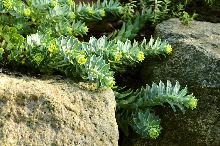 euphorbe myrsinite plante couvre sol tapissante succulente grasse bordure jardin rocaille cailloux