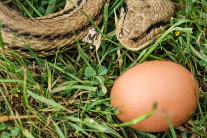 les serpents sont ils attirés par les poulaillers