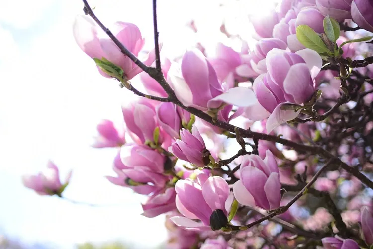 magnolia (magnolia spp.)