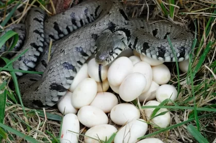 où pondent les serpents