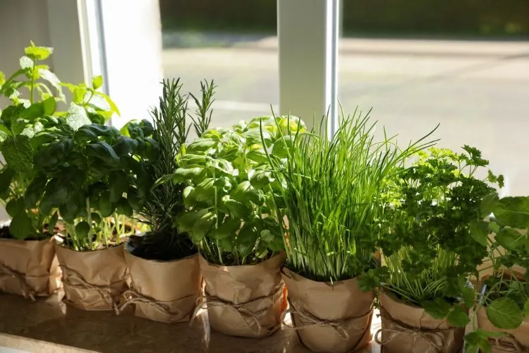 pourquoi les herbes en pot ne poussent pas plantes aromatiques pot bac jardinière astuces entretien