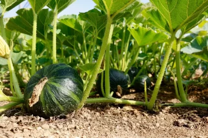 quand et comment planter les courges jardin pleine terre semis conseils plantation soins entretien recolte 