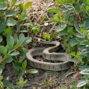 quelle odeur fait fuir les reptiles du jardin