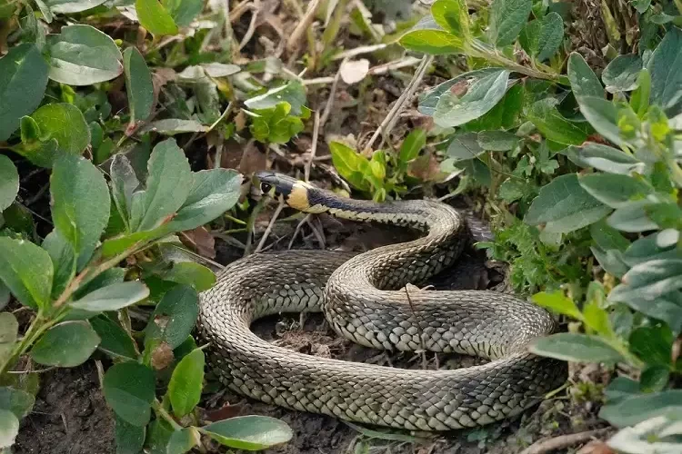 quelle odeur fait fuir les reptiles du jardin