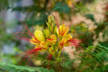 quels sont les arbustes qui fleurissent tout l'été