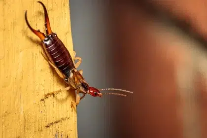 qu'est ce qui attire les pinces oreilles sont ils dangereux