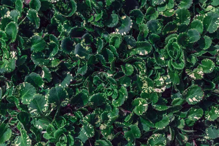 saxifraga umbrosa variegata plante couvre sol grasse succulente mi ombre