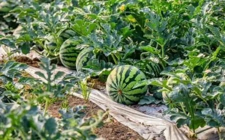 à quelle distance planter les graines de pastèque creuser fosses disperser graines repiquer semis