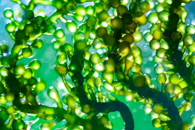 algue verte contre le vieillissement de la peau algues marines différentes plantes teneur éléments bons santé