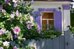althea hibiscus syriacus arbuste fleuri tout l'été mi ombre mi soleil entretien facile jardin