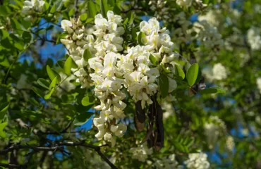 arbres aux fleurs comestibles acacia glycine