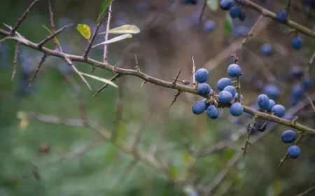 arbuste pour haie défensive top espèces protectrices épines sans entretien