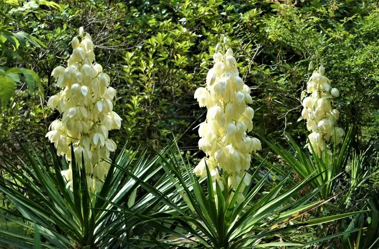 arbustes à planter au balcon yucca filamentosa floraison blanche exposition ensoleillée adapter