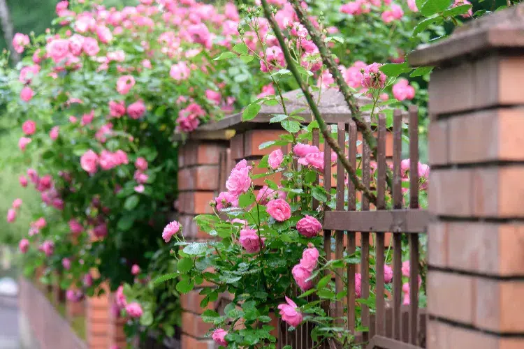 arbustes non allergisants rosiers hortensia érable pot terre
