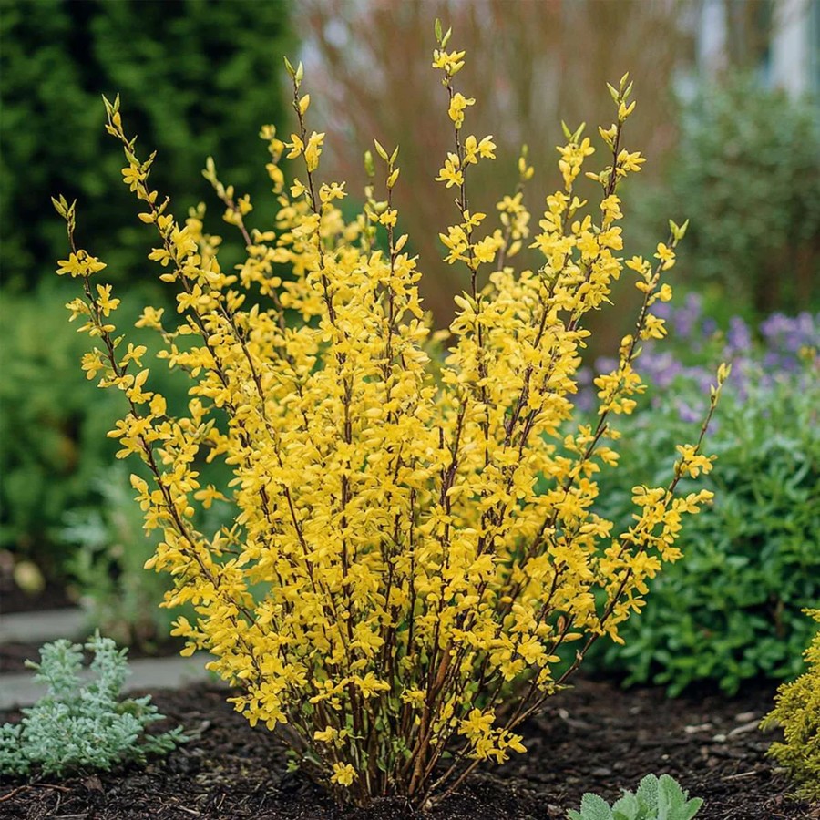 association forsyhtia