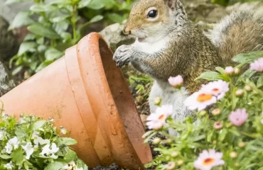 astuces pour éloigner les écureuils des pots de fleurs