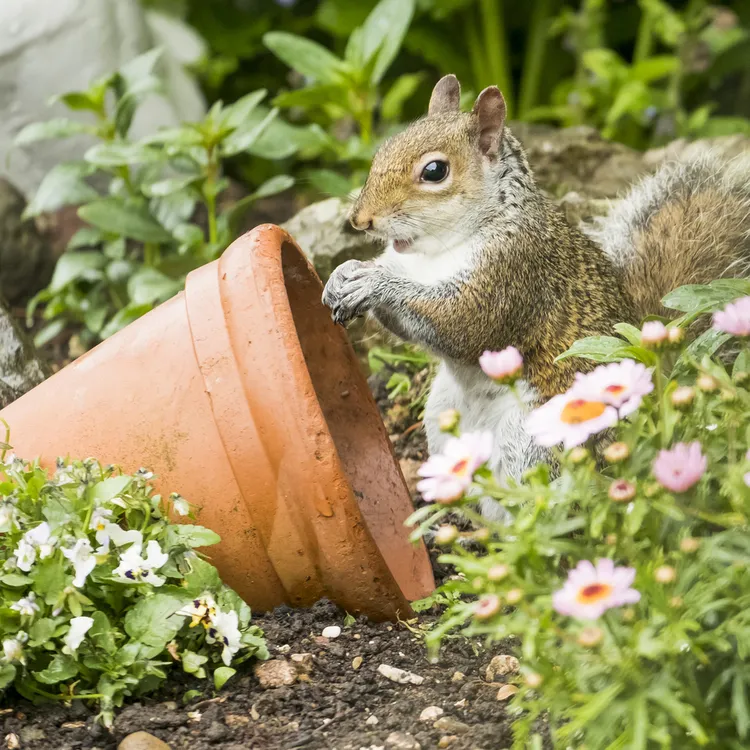 astuces pour éloigner les écureuils des pots de fleurs