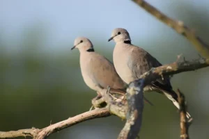 astuces pour empêcher les tourterelles de pondre sur les arbres de jardin pots de fleurs balcon terrasse maison
