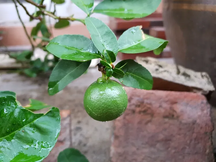 bergamotier en pot arbre fruitier petite taille balcon ensoleillé plein sud