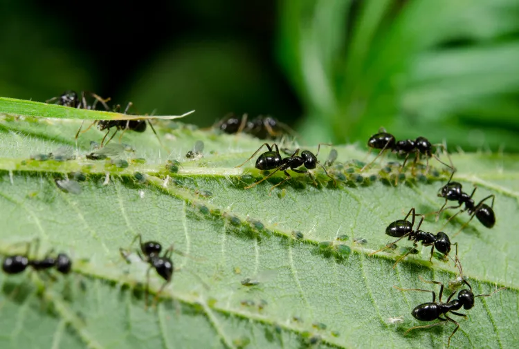 bienfaits des fourmis au jardin