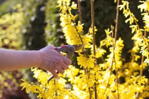 bouture de forsythia au printemps comment faire quand pleine terre eau encierro shutterstock