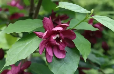 buisson de réglisse caroline calycanthus floridus arbuste qui sent le chocolat fleurs odeur parfum chocolat
