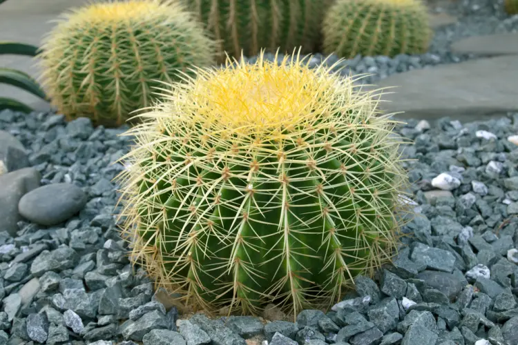 cactus plein soleil sans arrosage jardin terrasse jardinière jamroen 