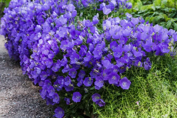 campanules bleues plantes fleurs qui fleurissent tout été sans soleil jardin ombre