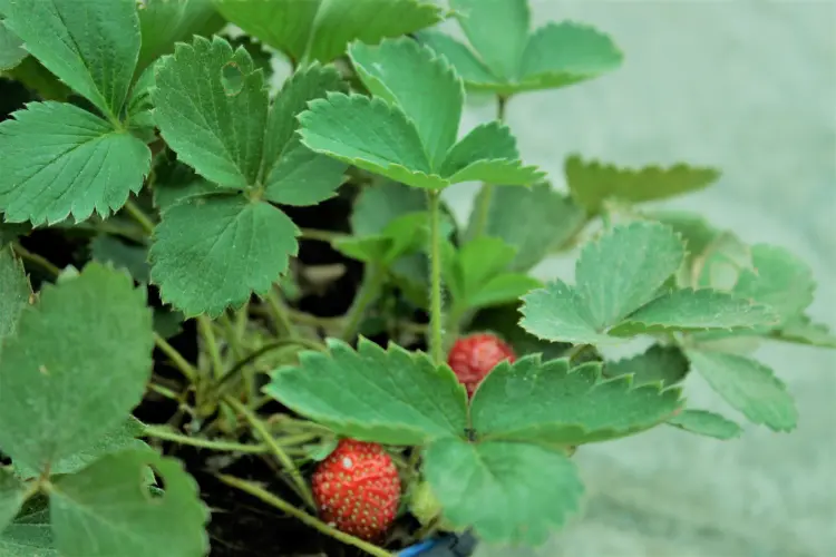 choisir une bonne fraise comment faire variétés 