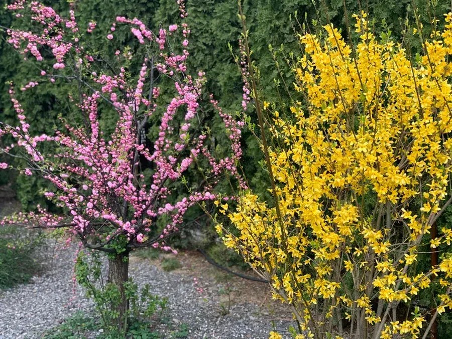 clématite à côté d'un forsythia