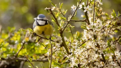 comment aider les oiseaux au printemps