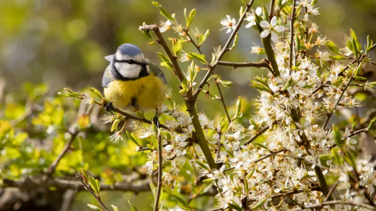 comment aider les oiseaux au printemps