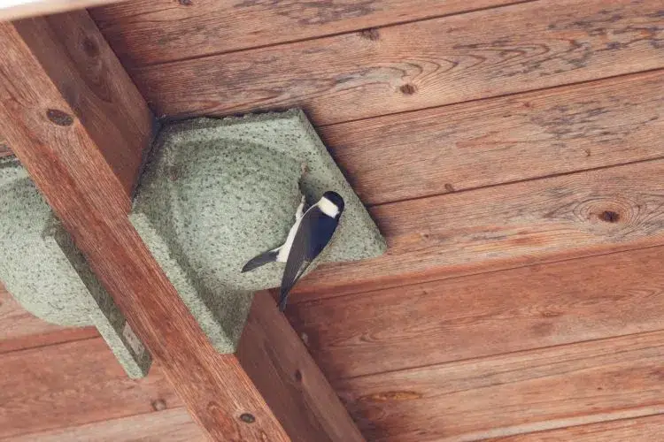 comment attirer les hirondelles chez soi deux types nids campagne ville apporter boue construire nid