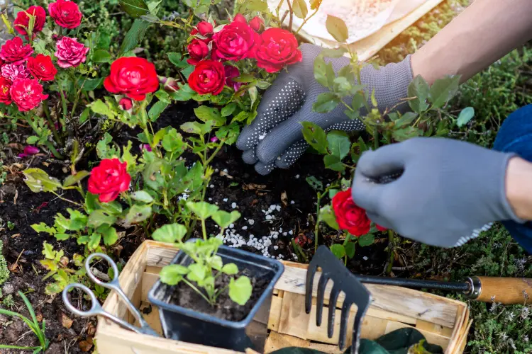 comment booster floraison rosiers fertilisation engrais organique naturel