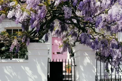 comment booster la floraison des glycines faire fleurir wisteria bons gestes fleurs abondantes