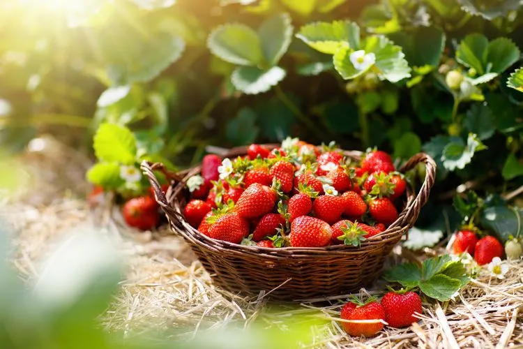 comment combattre la fatigue du printemps commencer compléter lacunes premiers fruits légumes fraises cerises choux