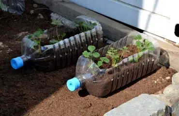 comment cultiver des fraises dans des bouteilles en plastique