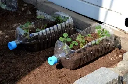 comment cultiver des fraises dans des bouteilles en plastique