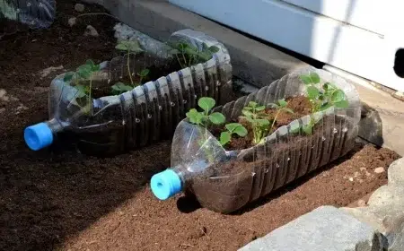 comment cultiver des fraises dans des bouteilles en plastique
