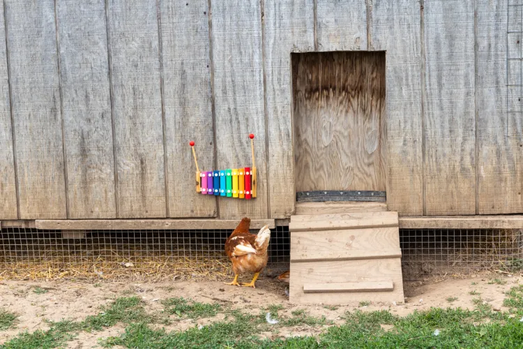comment divertir les poules poulailler basse cour rendre heureuses calmer xylophone