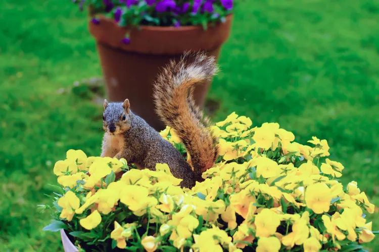 comment éloigner les écureuils des pots de fleurs naturellement